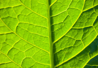 Green leaf close up