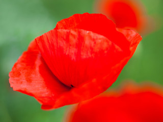 Closeup of the blooming red poppy flowers