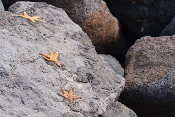 Three dead starfish on the rocks.