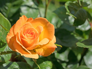 Rose, Kulturrose, Edelrose