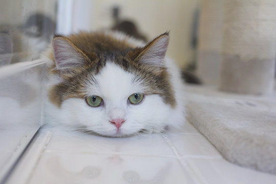 Cute Munchkin cat in white and brown hair color