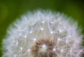 Foto auf Acrylglas Globular head of seeds with downy tufts of the dandelion flower © rootstocks
