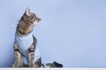 Obraz premium Bandaż pooperacyjny u kota po operacji kawitacyjnej