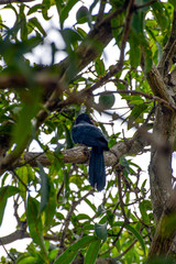 The Asian Male and Female Koel, crimson iris, long tailed bird of Sri Lanka, perched on Mango Tree eating mangos