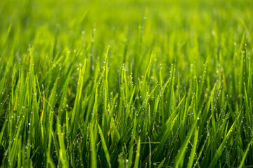 iew of paddy field during sunrise in Sungai Besar, a well known place as one of the major rice supplier in Malaysia.