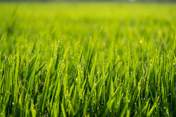 iew of paddy field during sunrise in Sungai Besar, a well known place as one of the major rice supplier in Malaysia.