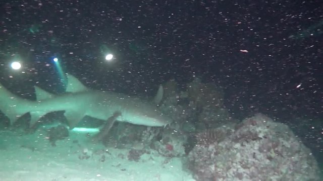 Shark in search of food on clean clear seabed underwater lagoon ocean of Maldives. Amazing beautiful marine life world of sea creatures. Scuba diving and tourism.