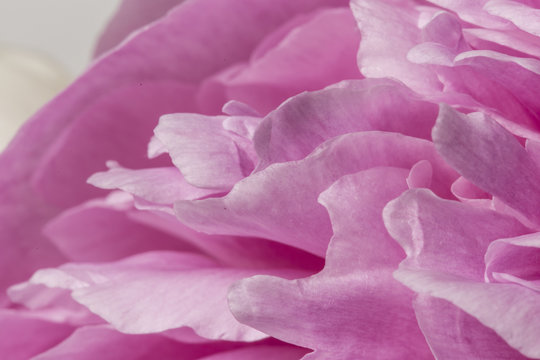 Smooth petals close up macro still of a pink peony flower