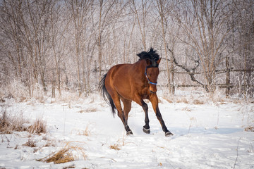 Brown horse running through a snowy pasture