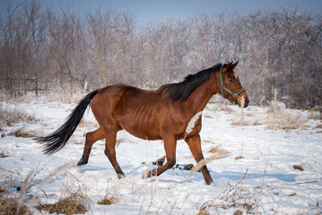Bay horse running through a snow