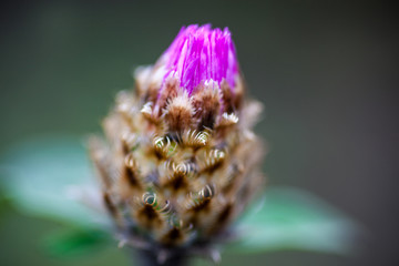 Close up of the whitewash cornflower bud © rootstocks