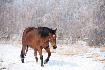 Horse at the winter walk