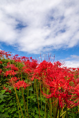 青空と彼岸花