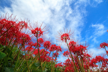 青空と彼岸花