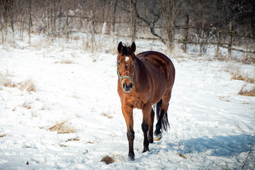 Bay horse take a walk on the snow