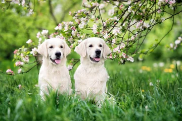 Poster two happy golden retriever dogs posing outdoors in summer © otsphoto
