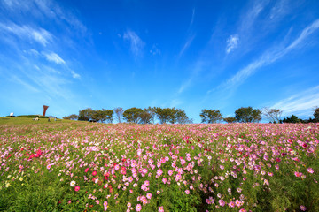 コスモス畑＠長崎県諫早市白木峰