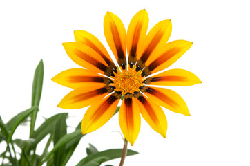 Gazania