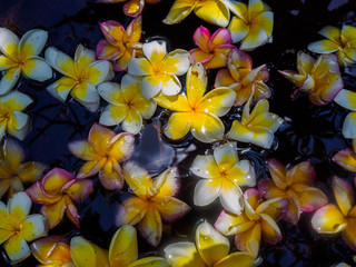 Frangipani blossoms floating on water