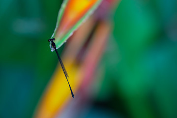 Dragonfly perched on a colorful leaf for rest