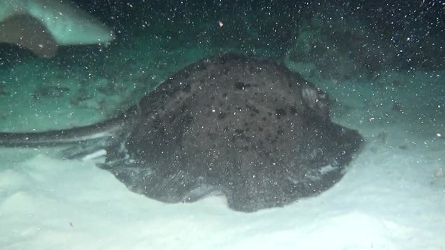 Manta ray in search of food on clean clear seabed underwater sea of Maldives. Swimming in world of wildlife of reefs. Beautiful background. Abyssal relax diving.