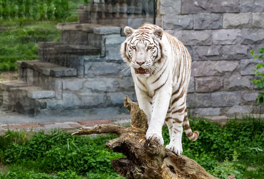 An siberian tiger