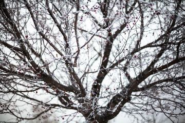 Hawthorn covered with hoarfrost