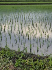 田植え後の田んぼ