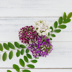 Sweet william flowers with green leaves on white wood background
