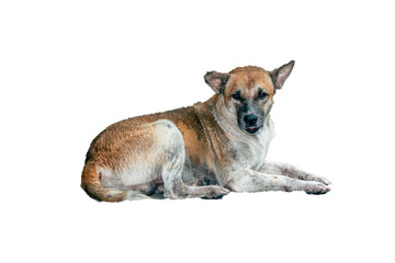 Homeless abandoned dog isolated on white background