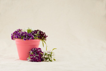Fototapeta na wymiar Sweet william flowers bouquet in pink pot with copy space