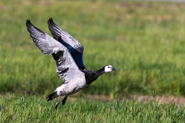 Brent goose