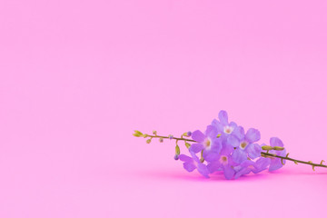 Purple flowers on pink background with copy space