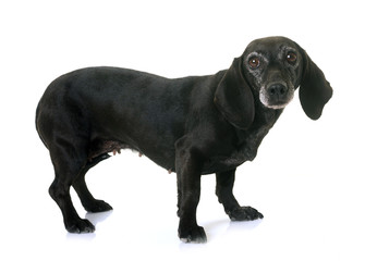 old black dachshund