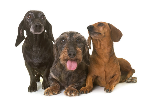 three dachshunds in studio