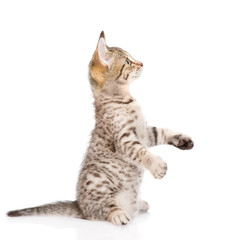 Playful cat sitting on hind legs and looking up. isolated on white background
