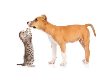 Kitten playing with stafford puppy. isolated on white background