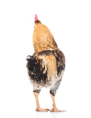 Rooster rear view. isolated on white background