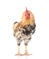 Rooster standing in front view. isolated on white background