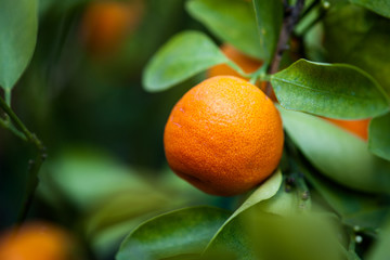 Tangerine fruit on a twig