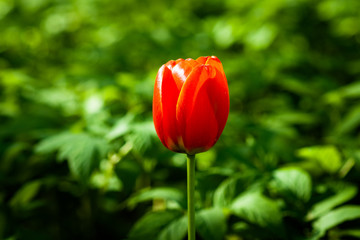 Red tulip against green grass