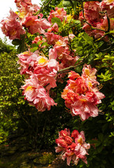 Clusters of bright orange Aalea flowers in a garden.