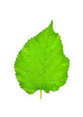 green leaf on a white background