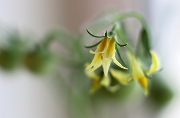 flowering of tomatoes, the small yellow flowers