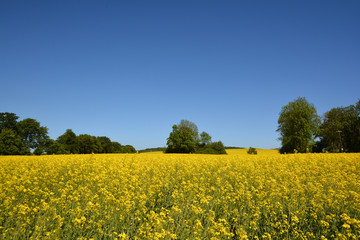 Obraz premium leuchtendens Rapsfeld in Poswald, Insel Rügen