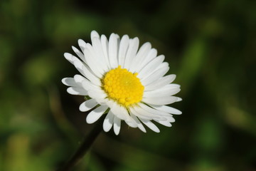 Obraz premium Gänseblümchen