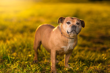 Staffordshire Bull Terrier