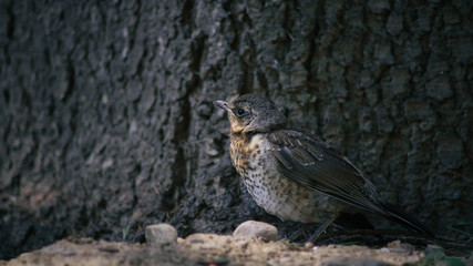 A bird sits under a tree