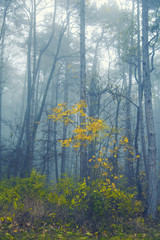 Magical foggy seasonal forest tree landscape.