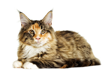 Obraz premium cat looking